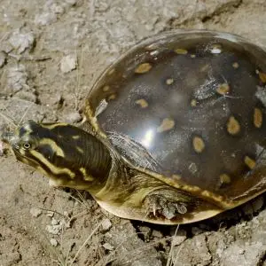 Indian Flapshell Turtle photo