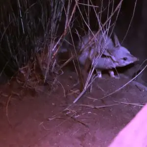 Exploring bilby