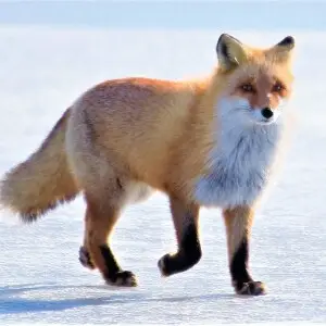 The ezo red fox is a subspecies of red fox widely distributed in Hokkaido, Sakhalin, the Kuril Islands and the surrounding islands of Japan. The Ezo red fox's formal name, Kitakitsune, was given to the subspecies by Kyukichi Kishida when he studied them i