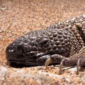Mexican Beaded Lizard photo
