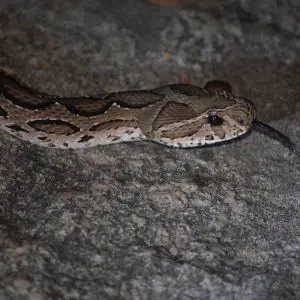 Russell's Viper photo
