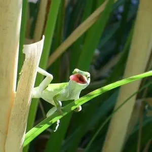 American Anole photo