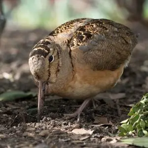 American Woodcock photo