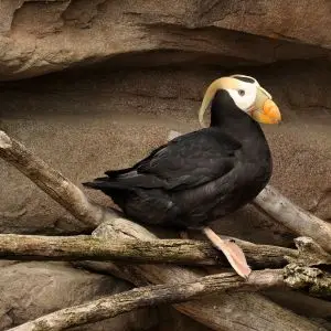 Tufted Puffin photo