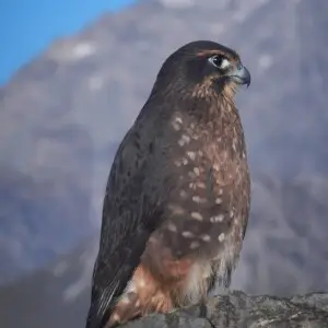 New Zealand Falcon (Falco novaeseelandiae)