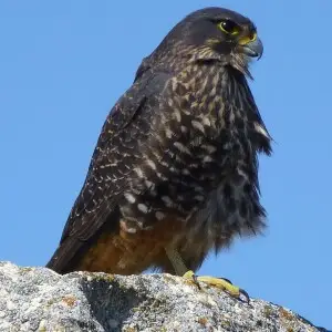 New Zealand Falcon (Falco novaeseelandiae)