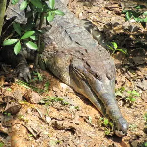 false gharial