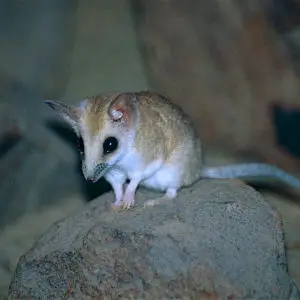 Fat-tailed Dunnart (Sminthopsis crassicaudata)