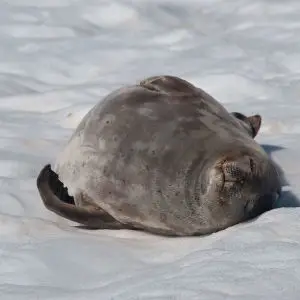 fat weddell seal