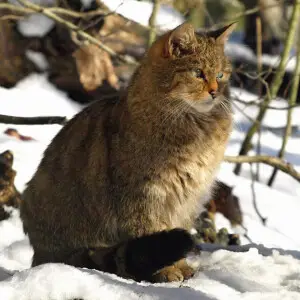 Wildcat photo