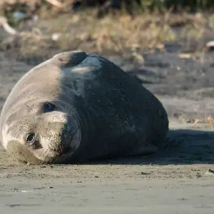 Elephant Seal photo