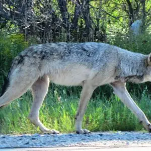 We have two packs of wolves that utilize the refuge. The exact number of individuals is not known as these animals have not been actively monitored or managed in recent years. There are approximately 600 wolves in the UP and they have been seen in every c
