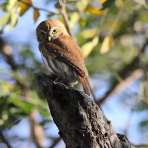 Ferruginous Pygmy-Owl alone