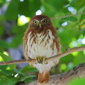 Ferruginous pygmy-owl resized