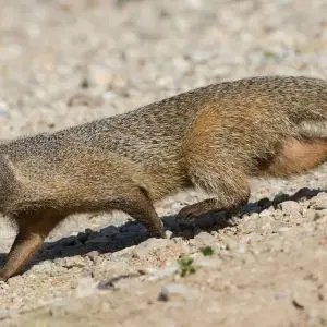 Egyptian Mongoose photo