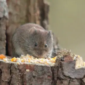 FIELD VOLE