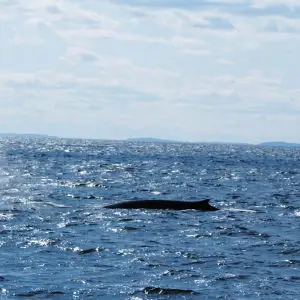 Fin Whales off the New Hampshire Coast