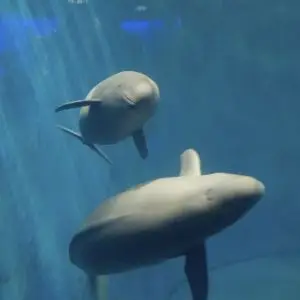 Finless Porpoises
