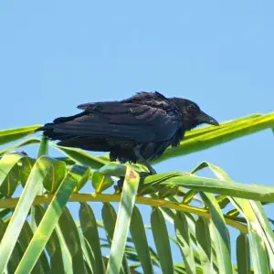 Fish Crow Corvus ossifragus at Bayfront Park in Miami, Florida. They are common in the area and may be seen in the palm trees in the park. These birds are best identified by their nasal call.