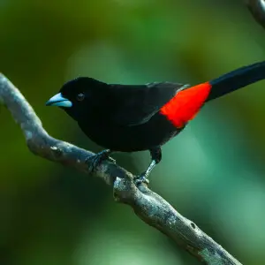 Flame-rumped Tanager - Colombia_S4E8786