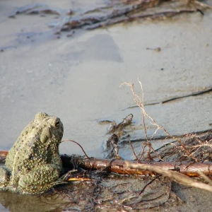 Woodhouse's Toad - Facts, Diet, Habitat & Pictures On Animalia.bio