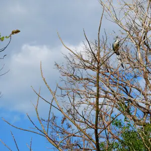 Bird in Santa Rosa National Park ? Guanacaste Province, northwestern Costa Rica.
