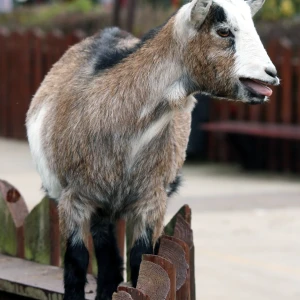 Goat - Facts, Diet, Habitat & Pictures on 