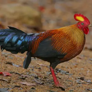 I wasn't prepared for just how attractive these forest gamebirds are.

Image taken in Sinharaja Rain Forest in the south-west of Sri Lanka.