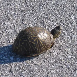 Florida box turtle on tarmac, legs retracted in the shell.