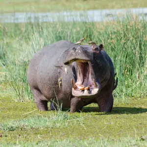 Flusspferd / Hippopotamus
