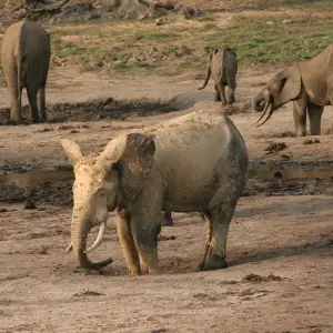 Forest elephant group 4