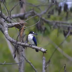 Forest Kingfisher at Fogg Dam.