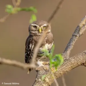 Forest Owlet by Saswat Mishra