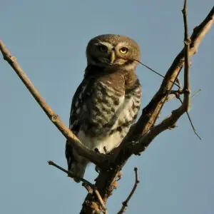 A Forest owlet perched on a tree in Melghat Tiger reserve