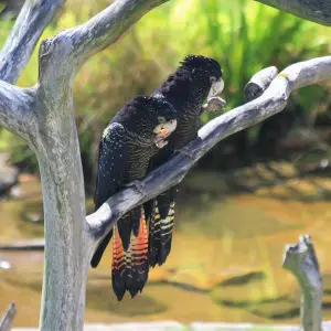 Forest Red-tailed Black Cockatoo