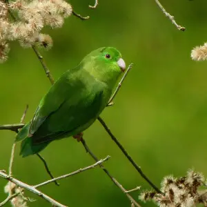 A female Spectacled Parrotlet in Manizales, Caldas, Colombia.