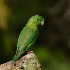 A female Spectacled Parrotlet in Manizales, Caldas, Colombia.