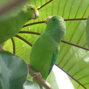 Green-rumped Parrotlet (Forpus passerinus). a pair, male (right) and female (left), in Venezuela