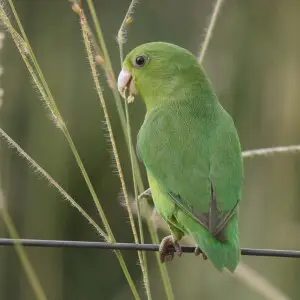 A male Blue-winged Parrotlet in Goi?nia, Goi?s, Brazil.