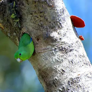 A male Blue-winged Parrotlet (Forpus xanthopterygius) looking out from a nest in the Vale do Ribeira, Brazil.