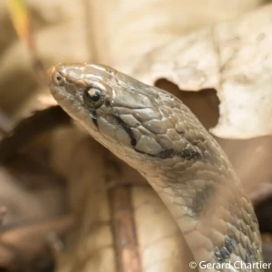 Yellow-spotted keelback