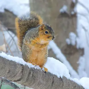 Fox Squirrel In Snow