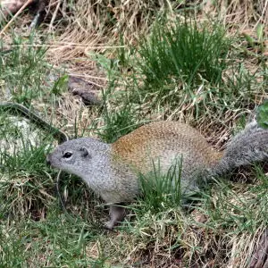 Franklin's Ground Squirrel