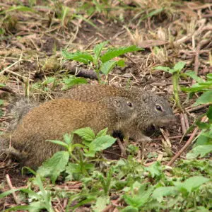 franklins ground squirrels