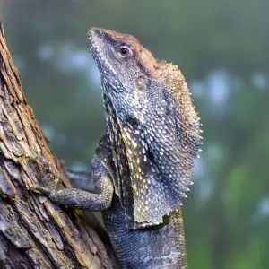 Frill Necked Lizard on a Tree