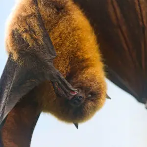 Fruit bat grooming her paw