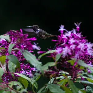 Fuchsia paniculata &amp; Volcano hummingbird-0849