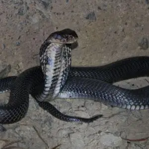 Chinese Cobra photo