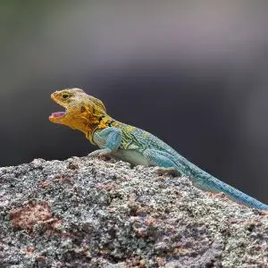 Common Collared Lizard - Facts, Diet, Habitat & Pictures On Animalia.bio