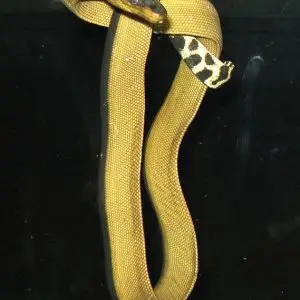 Yellow-Bellied Sea Snake photo